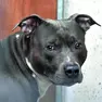 Un pitbull, il cane che ha aggredito la 49enne di Cormons