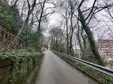 Il Bosco del Farneto