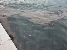 Una delle chiazze galleggianti sulle Rive