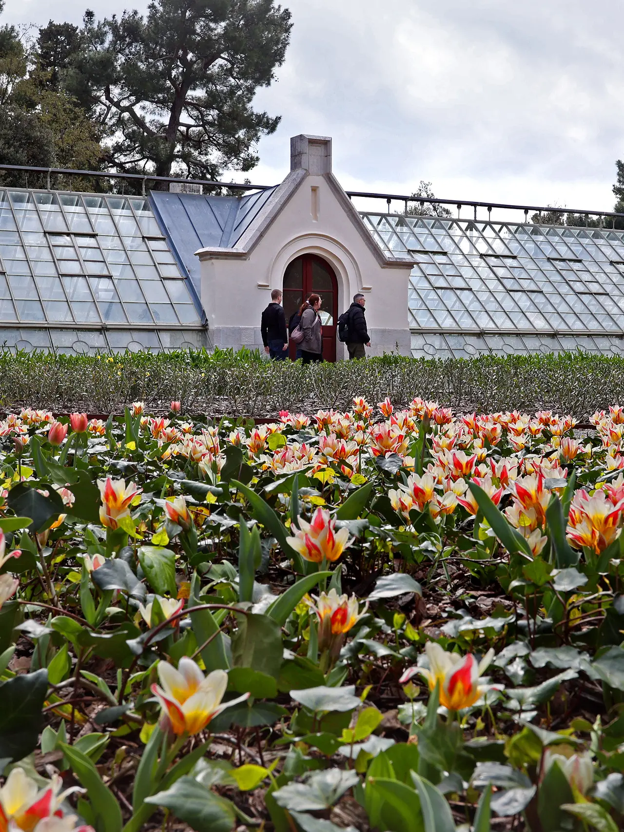 Le prime fioriture primaverili nel Parco di Miramare con le sue serre (Lasorte)