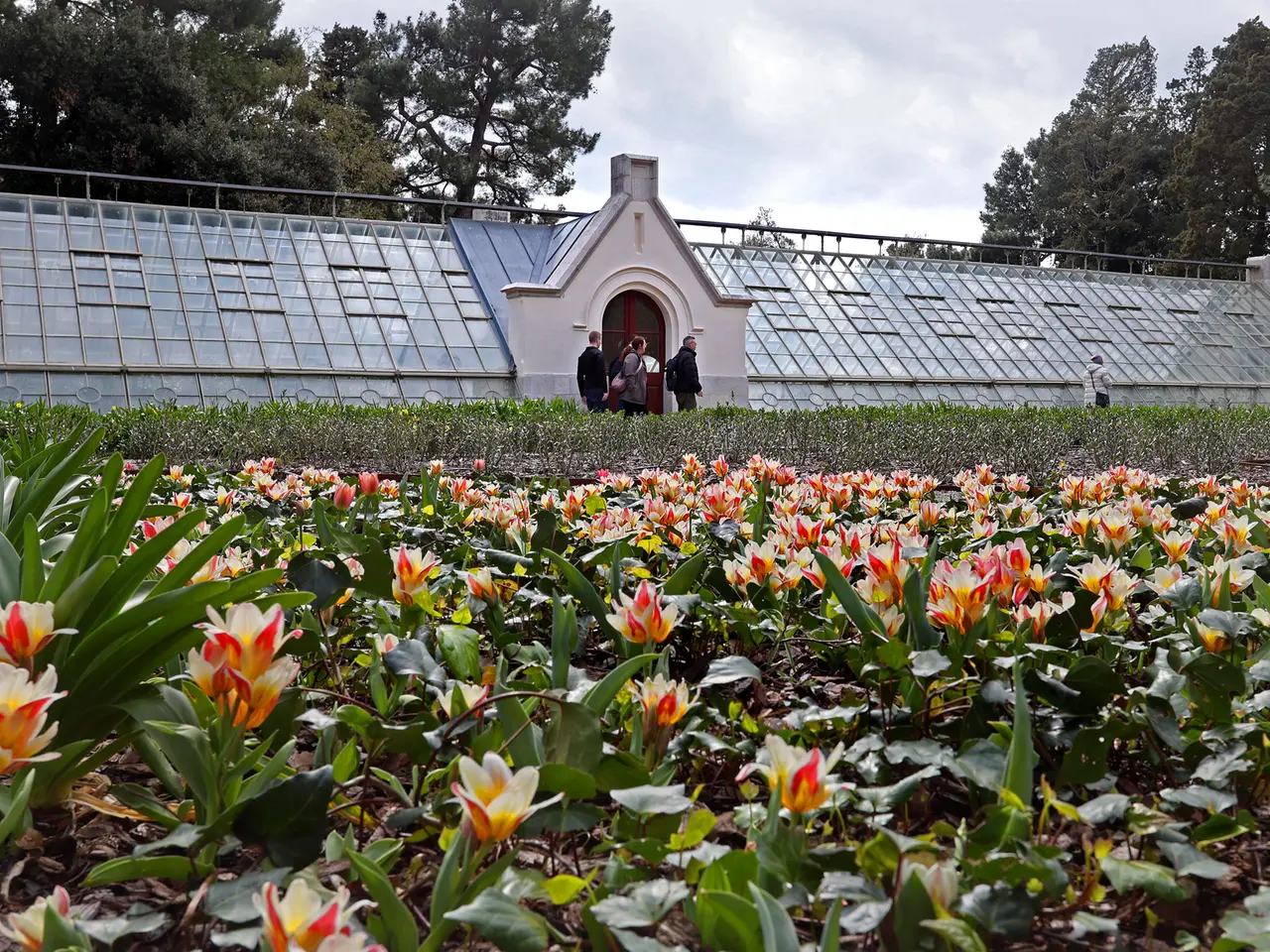 Le prime fioriture primaverili nel Parco di Miramare con le sue serre (Lasorte)