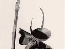 Un dettaglio dell'opera Fiore meccanico, 1972: fotografia Archivio Marcello Mascherini, Azzano Decimo