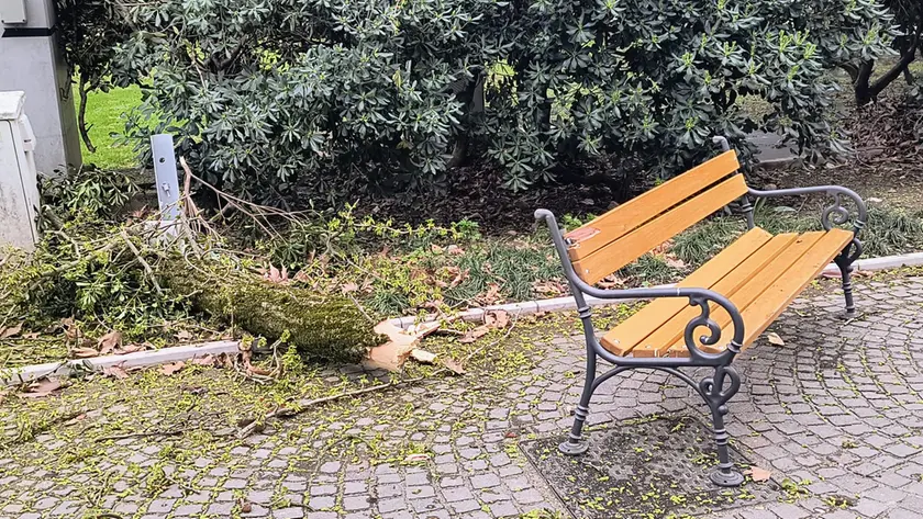 Un grosso ramo caduto a Gorizia