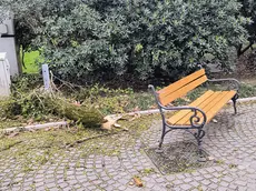 Un grosso ramo caduto a Gorizia
