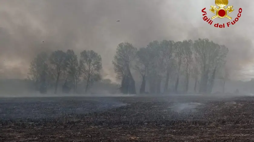 Il rogo nella zona boschiva di Fiumicello