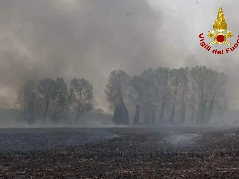 Il rogo nella zona boschiva di Fiumicello