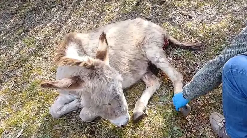 Uno degli asinelli che sono stati aggrediti dal branco