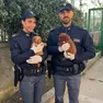 Due dei cuccioli sequestrati dalla polizia di frontiera al valico di Pese