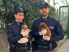 Due dei cuccioli sequestrati dalla polizia di frontiera al valico di Pese