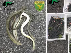 Alcuni degli esemplari di anguilla catturati abusivamente dal pescatore