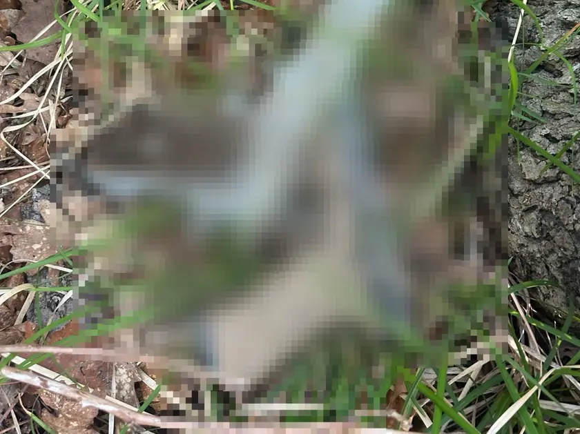 Le pistole ritrovate nel parco del Farneto a Trieste