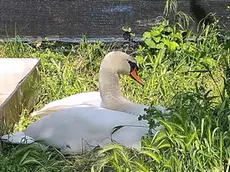 Il cigno dopo la liberazione