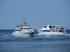 Due motonavi che garantiscono il servizio di Tpl marittimo si incrociano nel golfo di Trieste