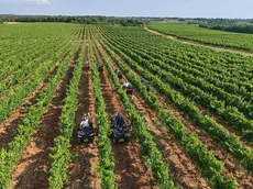 Una delle coltivazioni di Agrolaguna archivio