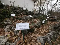Il giardino botanico di Carsiana Foto Andrea Lasorte