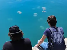 Triestini e turisti osservano le meduse sotto costa (fotoservizio Andrea Lasorte)