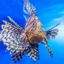 Un esemplare di pesce scorpione