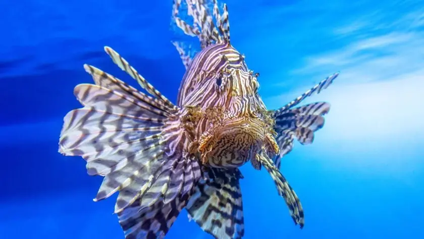 Un esemplare di pesce scorpione