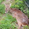 Un capriolo aggredito e accolto da Enpa