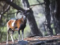 Un muflone in un bosco del Parco delle Brioni Foto brijuni.hr