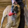 Il cane anti-droga Conan (SIlvano)