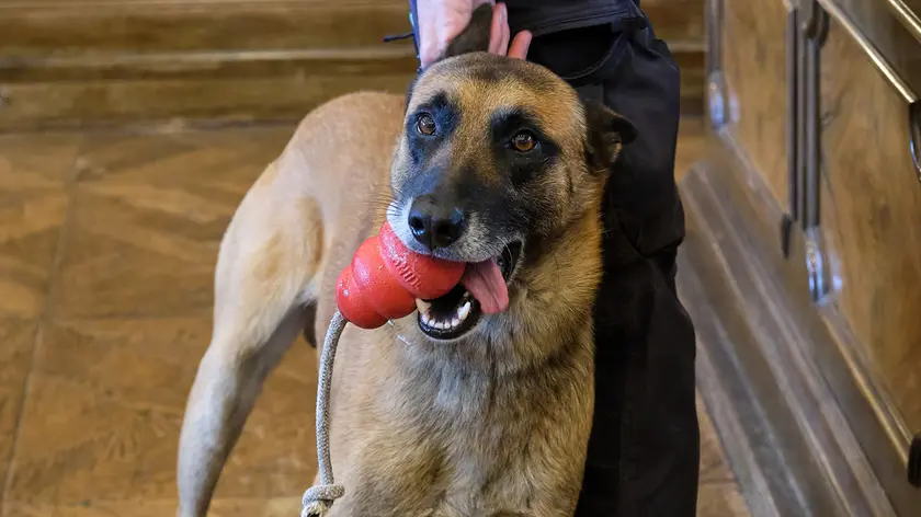 Il cane anti-droga Conan (SIlvano)