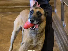 Il cane anti-droga Conan (SIlvano)