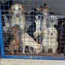 Alcuni dei cani trovati sul monte Maggiore Foto dal sito N1