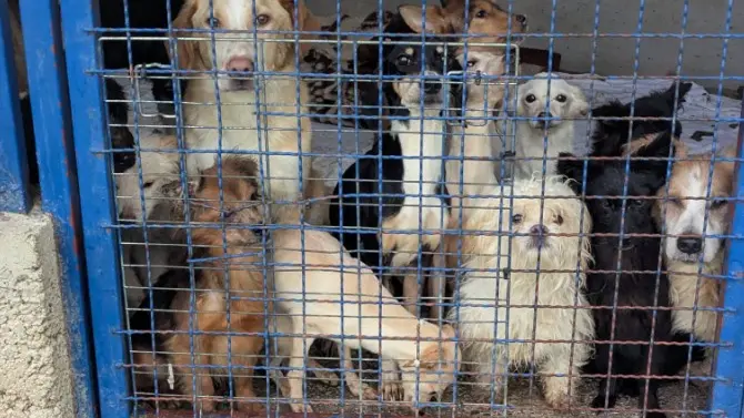 Alcuni dei cani trovati sul monte Maggiore Foto dal sito N1
