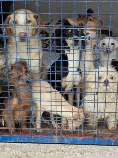 Alcuni dei cani trovati sul monte Maggiore Foto dal sito N1
