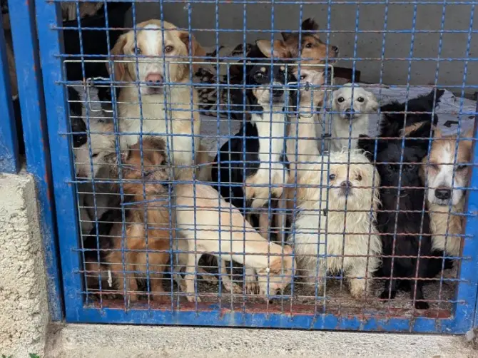 Alcuni dei cani trovati sul monte Maggiore Foto dal sito N1