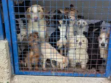 Alcuni dei cani trovati sul monte Maggiore Foto dal sito N1
