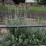 Incuria al Teatro Romano (Lasorte)