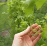 Grappoli danneggiati in un vigneto della zona collinare di Gorizia Foto A.Simcic/Tibaldi