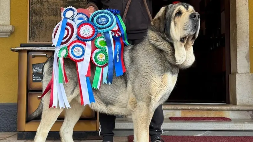 Il mastino spagnolo Hugo è il più bello al mondo