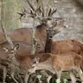 Una famiglia di cervi. Foto Ansa