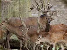 Una famiglia di cervi. Foto Ansa
