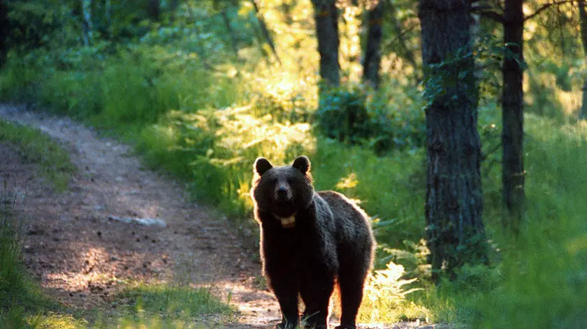 E' stato avvistato un orso sull'Altopiano di Asiago (foto di repertorio di un orso avvistato in Trentino)