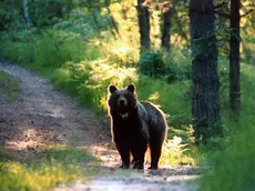 E' stato avvistato un orso sull'Altopiano di Asiago (foto di repertorio di un orso avvistato in Trentino)