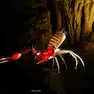 La riproduzione nella grotta delle Torri di Slivia dello pseudo scorpione proglobio