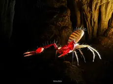La riproduzione nella grotta delle Torri di Slivia dello pseudo scorpione proglobio