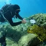 Un sub in azione