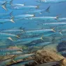 Lucci di mare, specie di barracuda