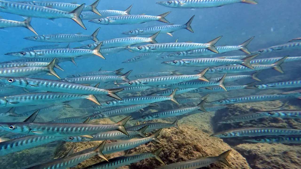 Lucci di mare, specie di barracuda