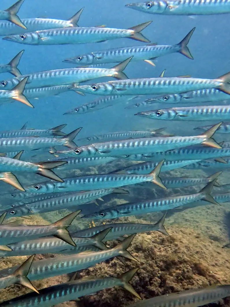 Lucci di mare, specie di barracuda