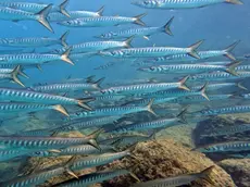 Lucci di mare, specie di barracuda