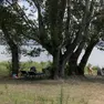 Sdraio all’ombra degli alberi nella zona del Lido (Bonaventura)