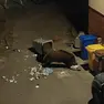 Un cinghiale a Muggia: foto dal profilo Facebook del sindaco Polidori