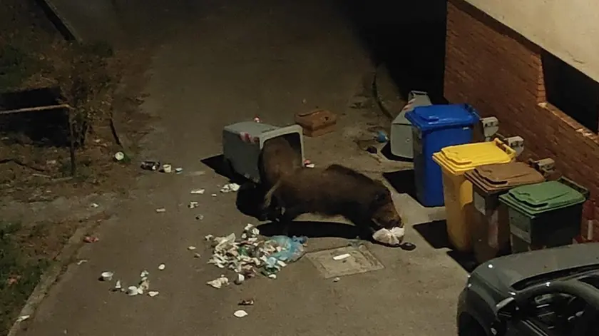 Un cinghiale a Muggia: foto dal profilo Facebook del sindaco Polidori