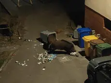 Un cinghiale a Muggia: foto dal profilo Facebook del sindaco Polidori